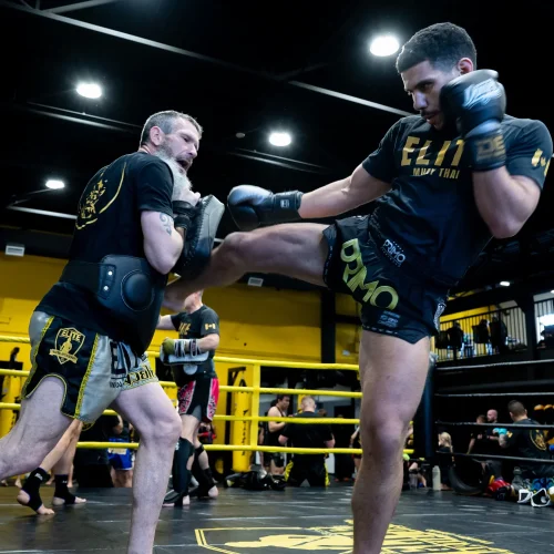 Main image of Elite Martial Arts Academy Braeside