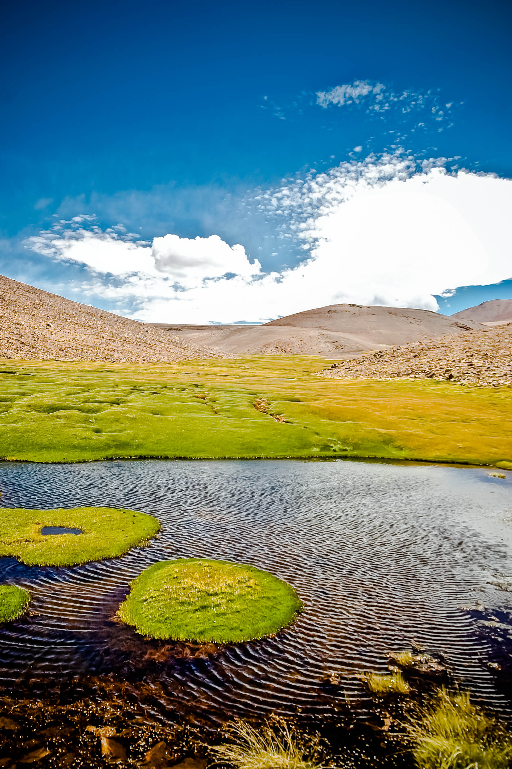 Main image of BEKHO - Talagante