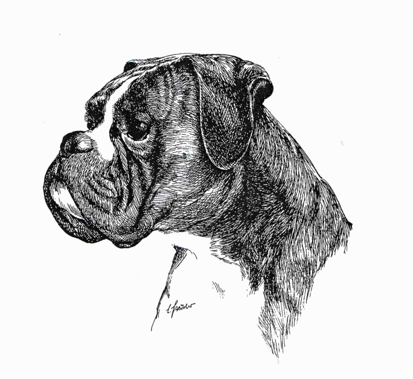 Main image of Boxer Klub Erfurt
