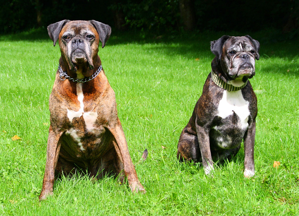 Main image of Boxer-klub Kiel