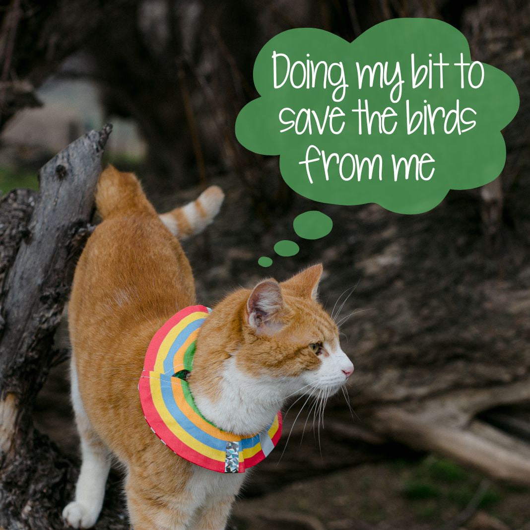 Main image of Little Lions Karate