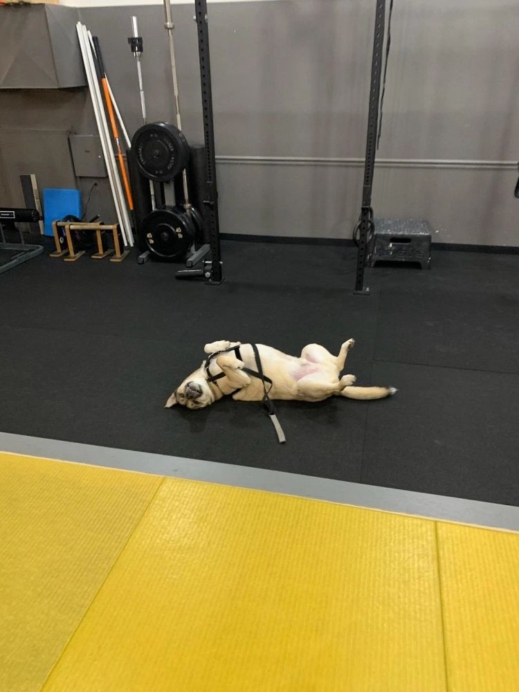 Main image of Recreate Fitness & BJJ