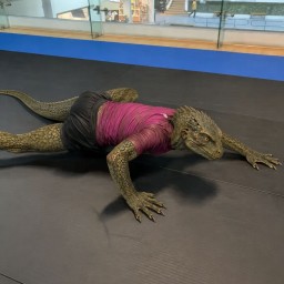 Main image of Reptilianos MMA