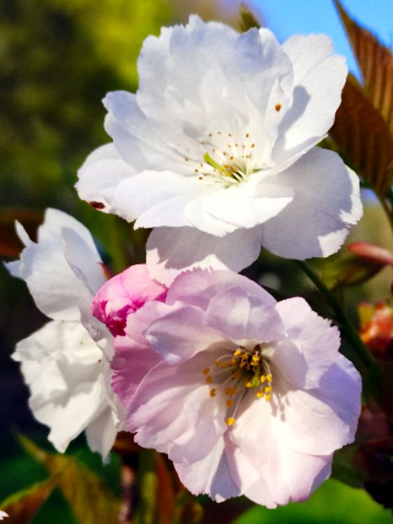 Main image of Sakura