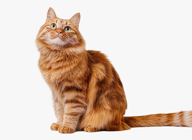 Main image of VETCITY