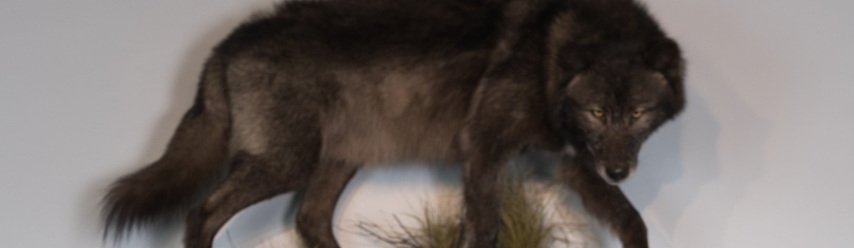 Wolves Den Jiu-Jitsu